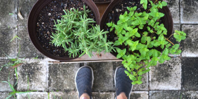 Plants That Keep Mosquitoes Away Merida Yucatan