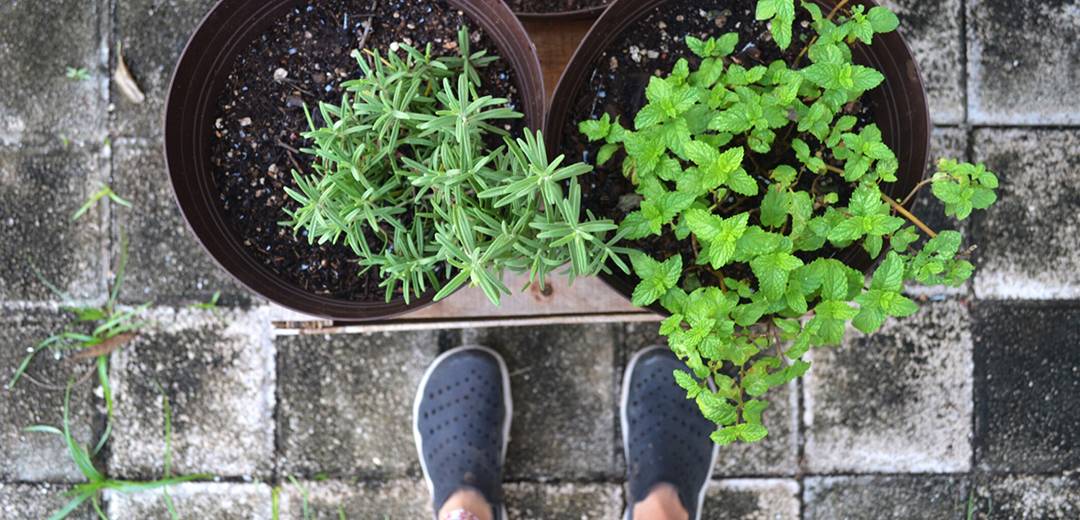 Plants That Keep Mosquitoes Away When Living In The Tropics MID CityBeat