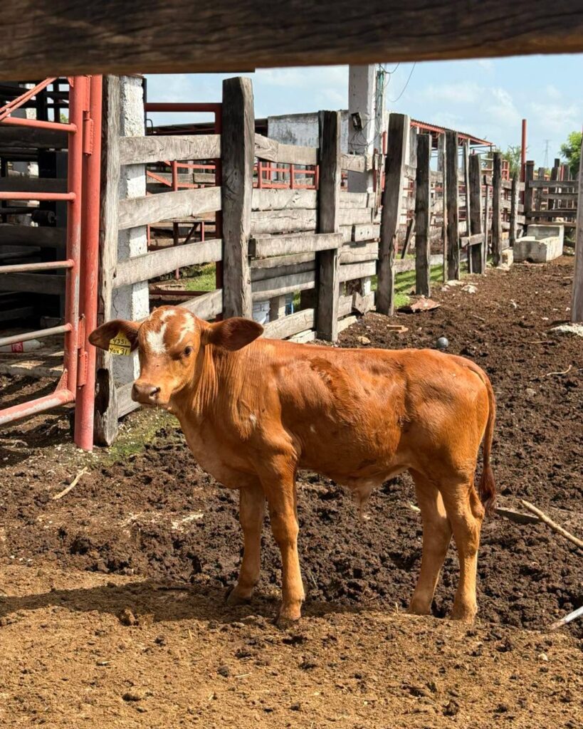 Rancho San Antonio Sustainable Farming and School