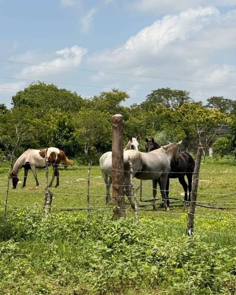 Rancho San Antonio Sustainable Farming and School